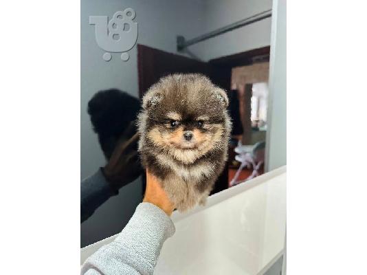 Κουτάβια Pomeranians